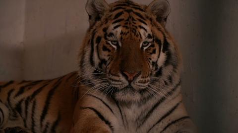 W nocy tygrysy z Poznania ruszą do Hiszpanii