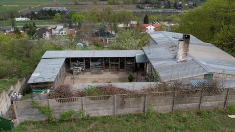 Uratowali niemal 70 psów z pseudohodowli. Zwierzęta "mają poparzoną skórę, stany zapalne, strupy"