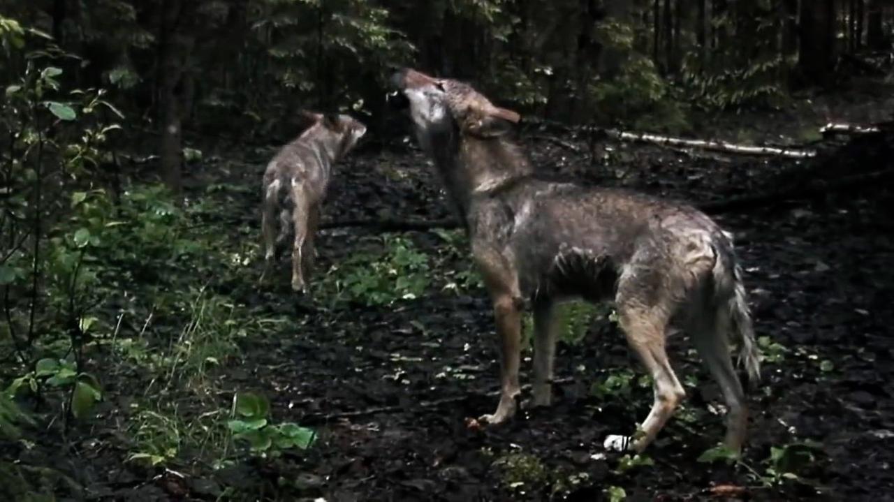 Unia Europejska obniżyła status ochronny wilków. Polskie władze twierdzą, iż u nas się nic nie zmienia