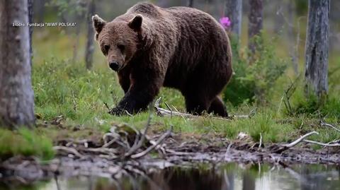 Mężczyzna na Słowacji poszedł z psem do lasu. Zaatakował go niedźwiedź. Zostało to nagrane