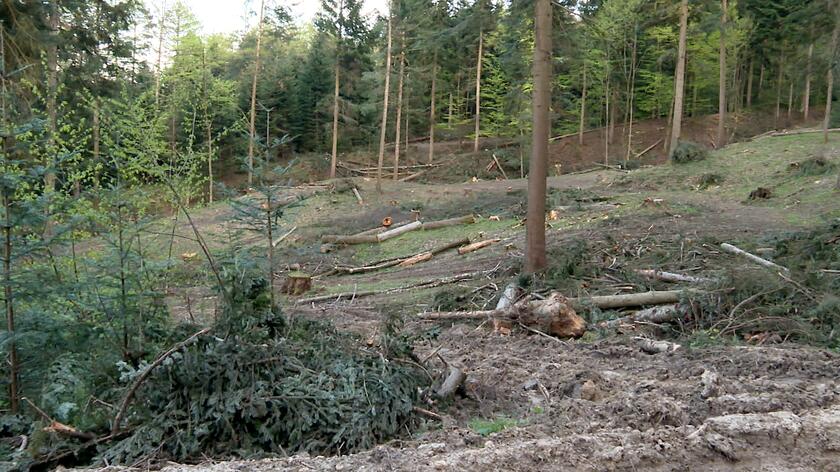 Minister klimatu zdecydowała w sprawie wycinki polskich lasów w 10 lokalizacjach