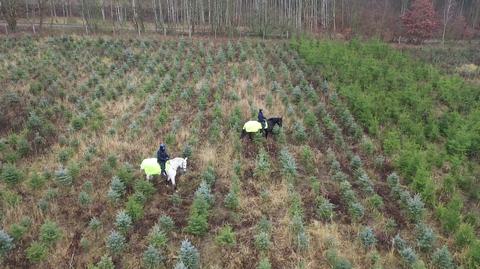 14.12.2019 | Konie, psy i monitoring. Służby chcą powstrzymać nielegalną wycinkę choinek