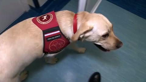 Pies Denver pomaga rozładować stres medykom w Szpitalu Powiatowym w Jarocinie