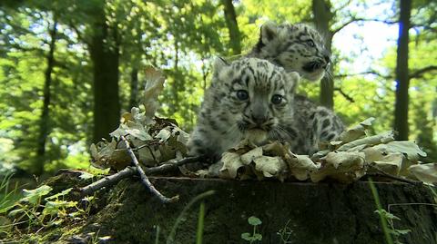 Wrocławski ogród zoologiczny poszukuje opiekunów dla zwierząt