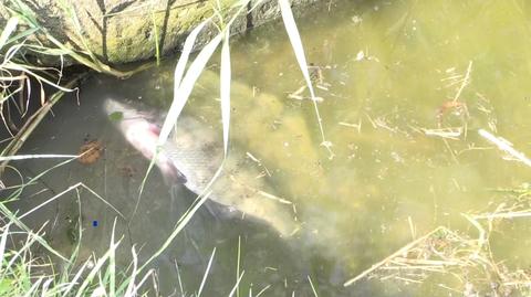 05.09.2022 | Śnięte ryby w Kanale Gliwickim. Powołano sztab kryzysowy, trwa akcja odławiania
