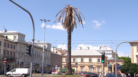 05.06.2019 | Uschnięte liście na warszawskiej palmie. Nie bez powodu