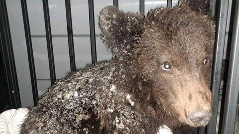 12.01.2022 | Bieszczady: mały chory niedźwiedź błąkał się koło wsi. Udało się mu pomóc