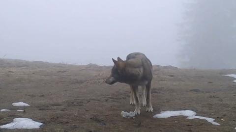 06.03.2021 | Burmistrz chce odstrzału wilków. "Dopuściły się bezpośredniego kontaktu z ludźmi"