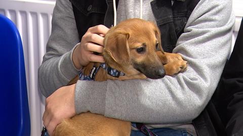 Krakowianie pokazali serce. 120 psów znalazło dom tymczasowy