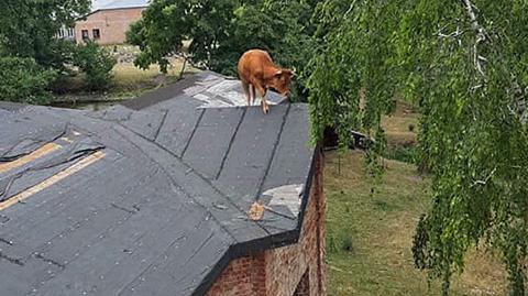 24.07.2019 | Krowa na dachu... pałacu. Do parteru strażacy sprowadzali ją trzy godziny
