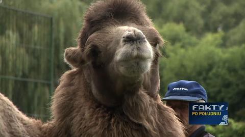 26.08.2015 | Zoo we Wrześni straciło kolejnego wielbłąda. Ktoś truje zwierzęta?