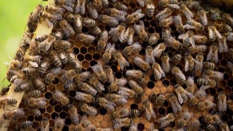 Na całym świecie jest coraz mniej pszczół. Głównym powodem są zmiany klimatu i pestycydy