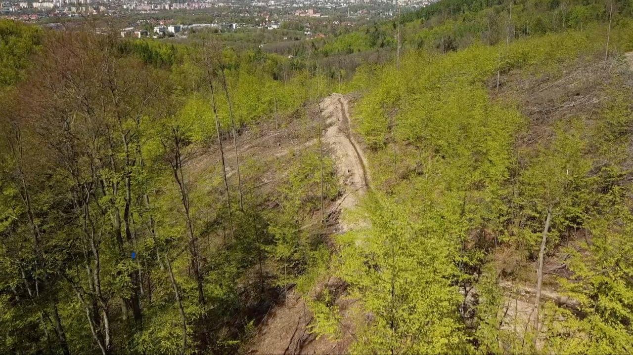 Mieszkańcy Bielska-Białej uważają, iż wycinanie lasów przyczyniło się do skali powodzi, która ich nawiedziła