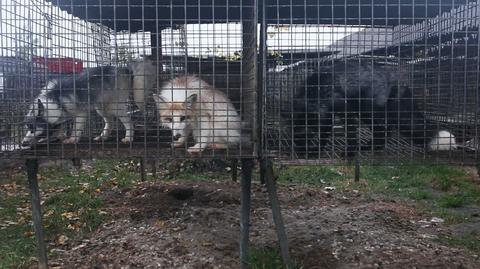 28.07.2021 | Właścicielka hodowli pod Krotoszynem usłyszała zarzut. Grozi jej 5 lat więzienia