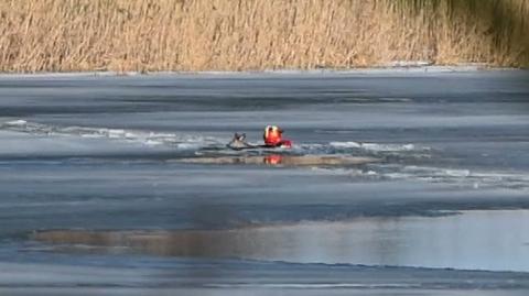 Brawurowa akcja strażaka z Malborka. Wszedł do lodowatej rzeki i uratował tonącą sarnę