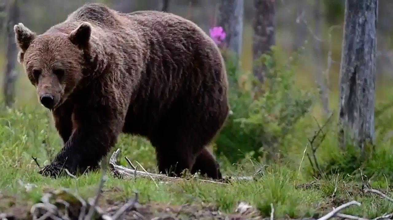 Mają zgodę na zastrzelenie trzech bieszczadzkich niedźwiedzi