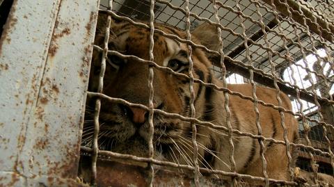 Tygrysy z Włoch dotarły już do poznańskiego zoo. Jeden z nich jest w ciężkim stanie