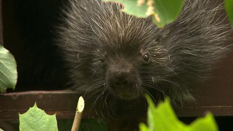 Wyjątkowe wydarzenie w poznańskim zoo. Udało się rozmnożyć ursony