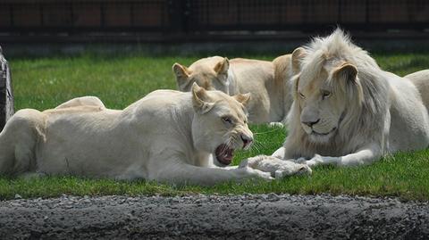13.06.2017 | Lwice potraktowały lwie noworodki jak maskotki. Tragedia w zoo w Łódzkiem