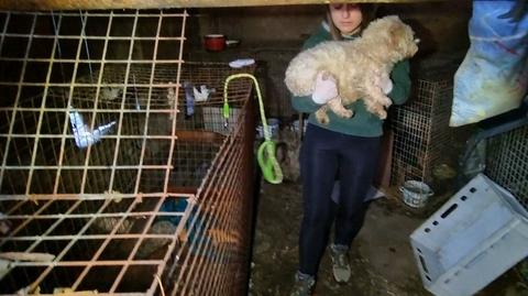 Blisko 20 psów uratowanych z pseudohodowli na Podlasiu. Wolontariusze szukają dla nich domów tymczasowych (2.11.2021) 
