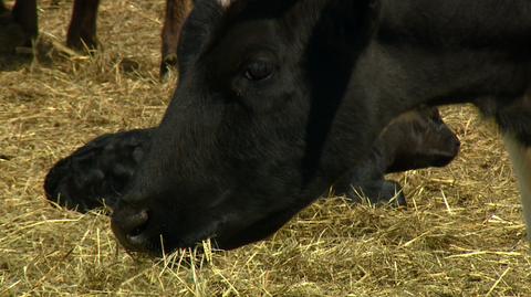 08.05.2019 | Stado na wpół zdziczałych krów ma być wybite. "To jest barbarzyństwo"