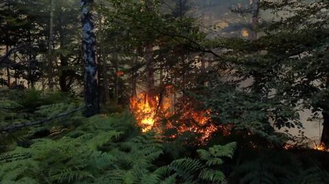Polskie służby pomagają w gaszeniu pożaru w Parku Narodowym Czeska Szwajcaria
