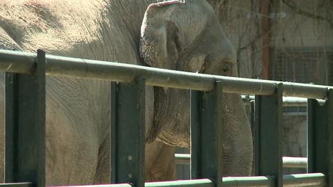 Wrocławskie zoo dementuje informacje o planach uśpienia zwierząt