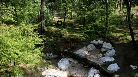 17.06.2018 | Zoo składa donos za "pamiątkowe" zdjęcie na zapleczu tygrysiarni