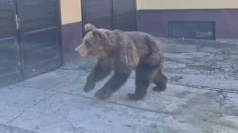 Niedźwiedź ranił pięć osób w Liptowskim Mikulaszu. Wydano nakaz eliminacji zwierzęcia
