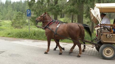 Raport na temat sytuacji koni na trasie do Morskiego Oka. "Są eksploatowane w brutalny, bezwzględny sposób"