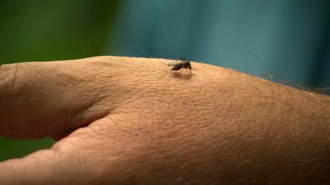 21.07.2020 | Komary coraz bardziej dają się we znaki. "Jest masakra"