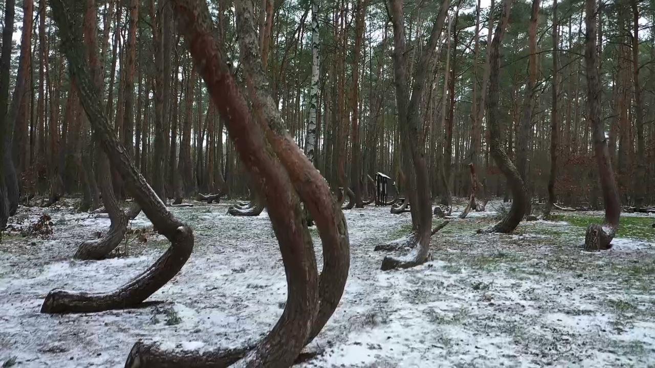 Krzywy Las zachwyca turystów, ale powoli zamiera. Leśnicy ruszyli z