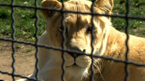 24.03.2020 | Pustki w zoo w Borysewie. Pracownicy liczą na wsparcie