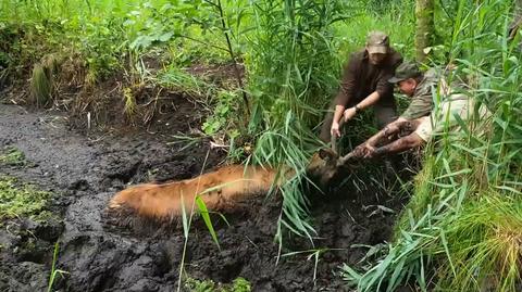 "Zwierzę było całkowicie w bagnie". Jelenia uratowali leśnicy