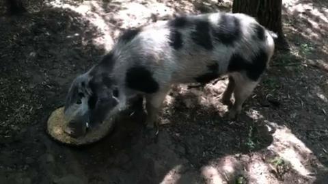 23.06.2018 | Przyszli, zastrzelili zwierzęta. Bo minizoo było na terenie zagrożonym pomorem świń