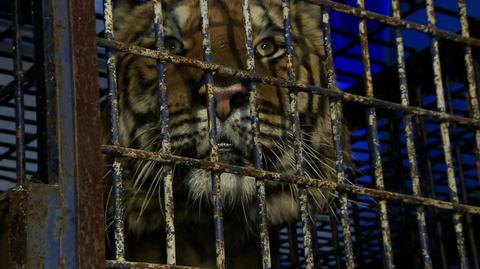 Część uratowanych tygrysów ma trafić do azylu w Hiszpanii