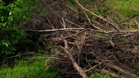 02.06.2022 | Resort klimatu zachęca Polaków do zbierania gałęzi. To reakcja na rosnące ceny opału