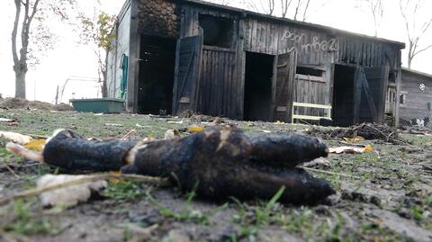 Ktoś podpalił stodołę prywatnej hodowli w Ostrówku. W środku odkryto martwe alpaki i lamę