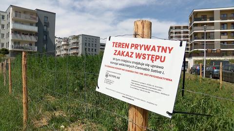 29.07.2022 | Konopne pole w Lublinie wzbudza niezdrowe zainteresowanie