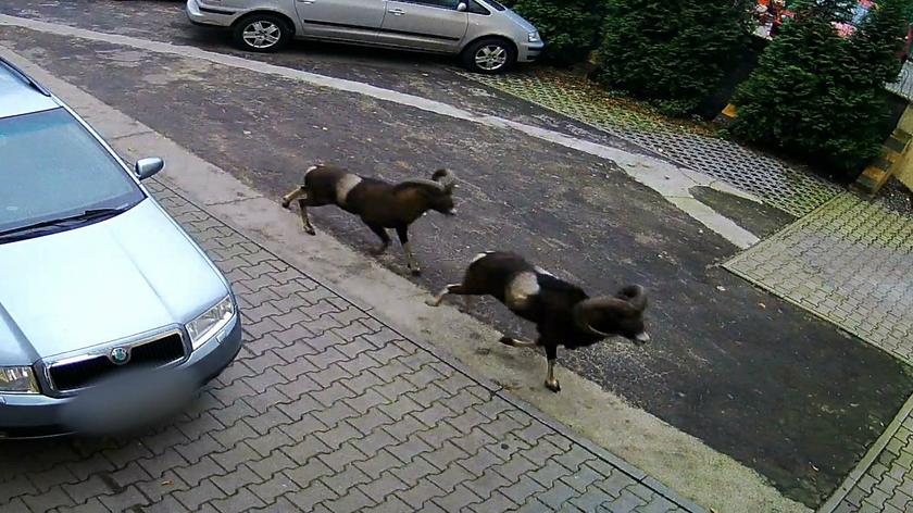 Całe miasto szuka dwóch muflonów. "Mogą spowodować zagrożenie"