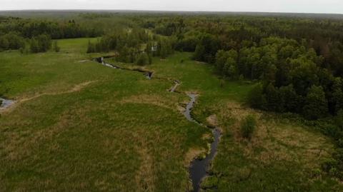 Wody Polskie chcą udrożnić koryto rzeki w Puszczy Białowieskiej. Ekolodzy alarmują