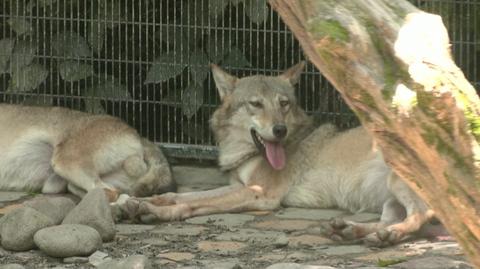 20.07.2022 | Upały doskwierają coraz bardziej. Zwierzęta w zoo też muszą sobie radzić