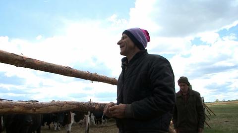 Zapadł wyrok w sprawie stada krów, które biegały samopas