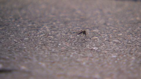 14.06.2019 | Jedni stawiają na opryski, inni na naturę. Jak miasta walczą z "inwazją komarów"?