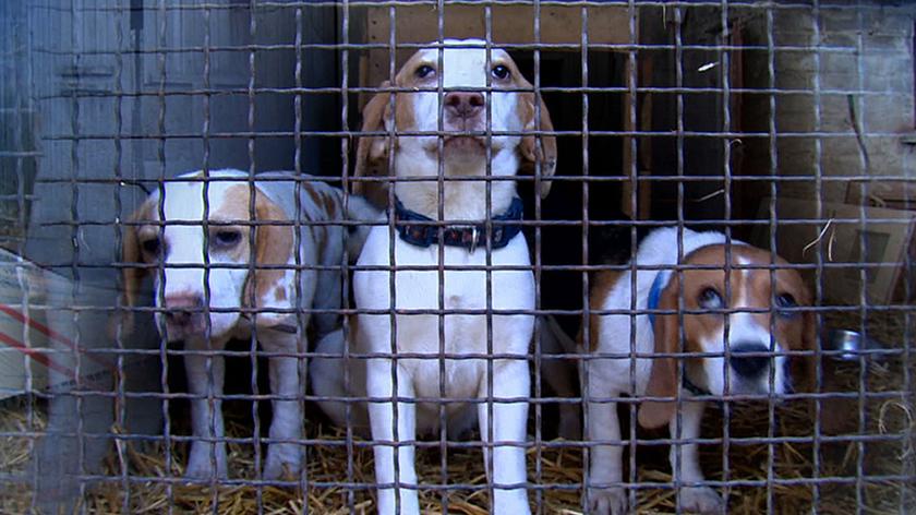 21.02.2017 | Dramatyczne warunki psów w hodowli. Trafiały za granicę za setki euro