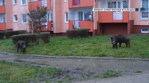 15.09.2015 | Elbląg: od kilku lat dziki przechadzają się mieście. Płot zagrodzi im wstęp na osiedla?