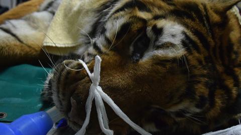Zoo w Poznaniu walczy o życie jednego z uratowanych tygrysów