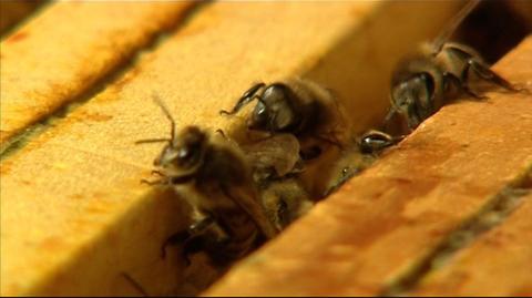 27.05.2018 | Przez błąd rolnika wyginęło ponad 100 pszczelich rodzin