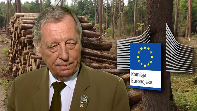 31.07.2017 | "Traktują nasze lasy jak prywatny folwark". Pomimo zakazu wycinka w Puszczy Białowieskiej trwa