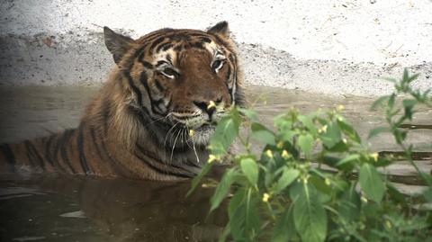 16.07.2021 | Tygrysy uratowane z granicy z Białorusią dziś mają się świetnie. "Są bardzo zrelaksowanie"